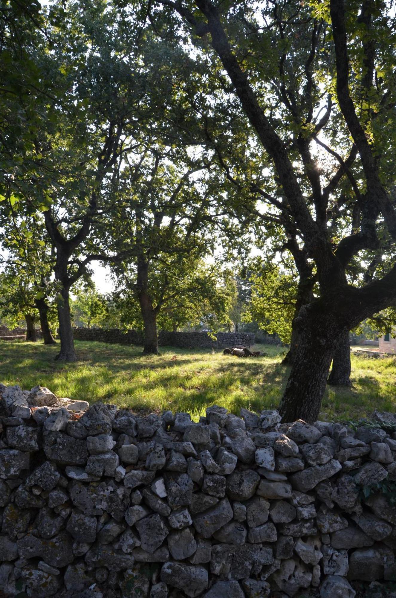 Villa Olivetta By Istrian Country Houses Barat  Exteriör bild