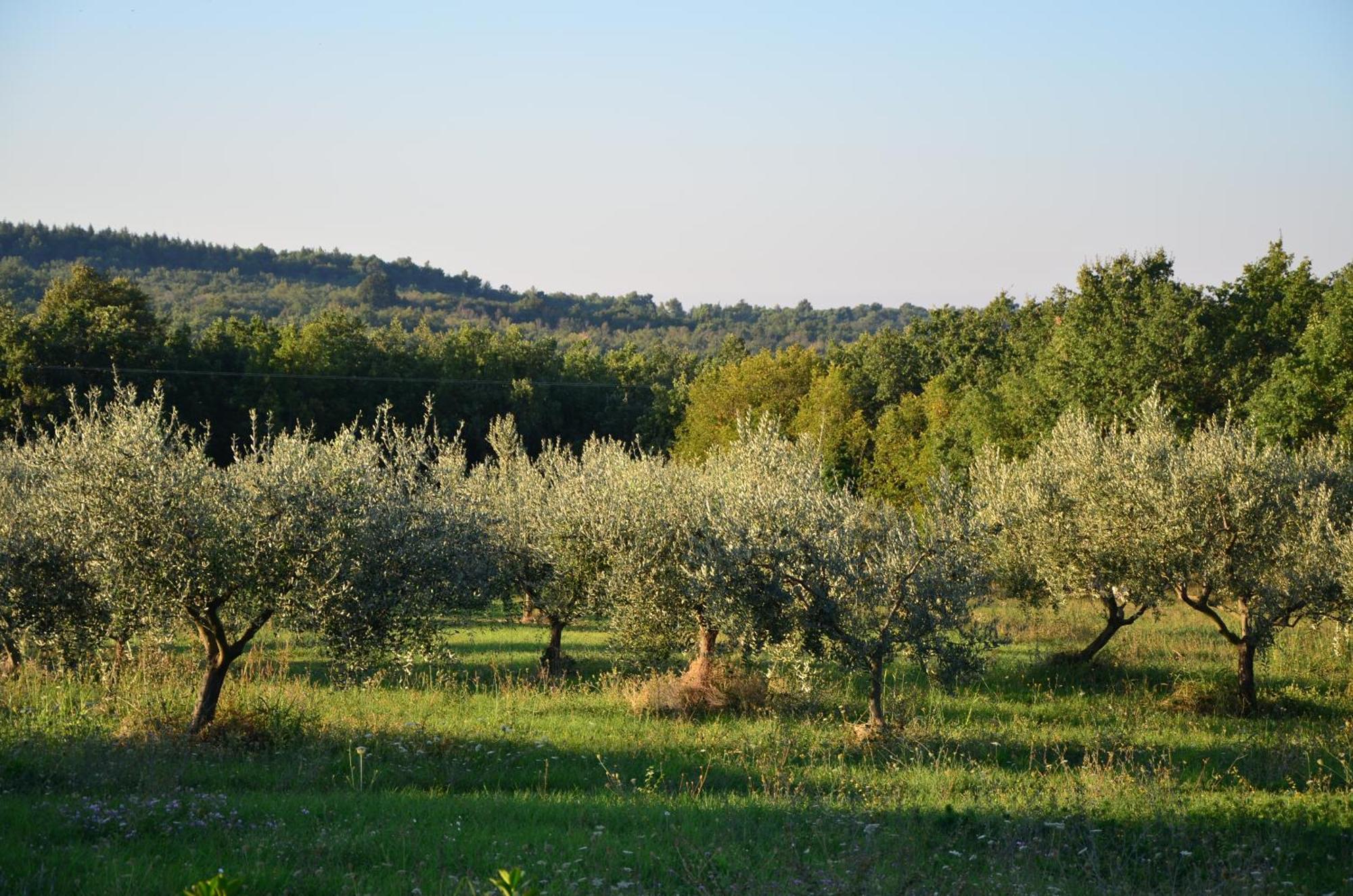 Villa Olivetta By Istrian Country Houses Barat  Exteriör bild