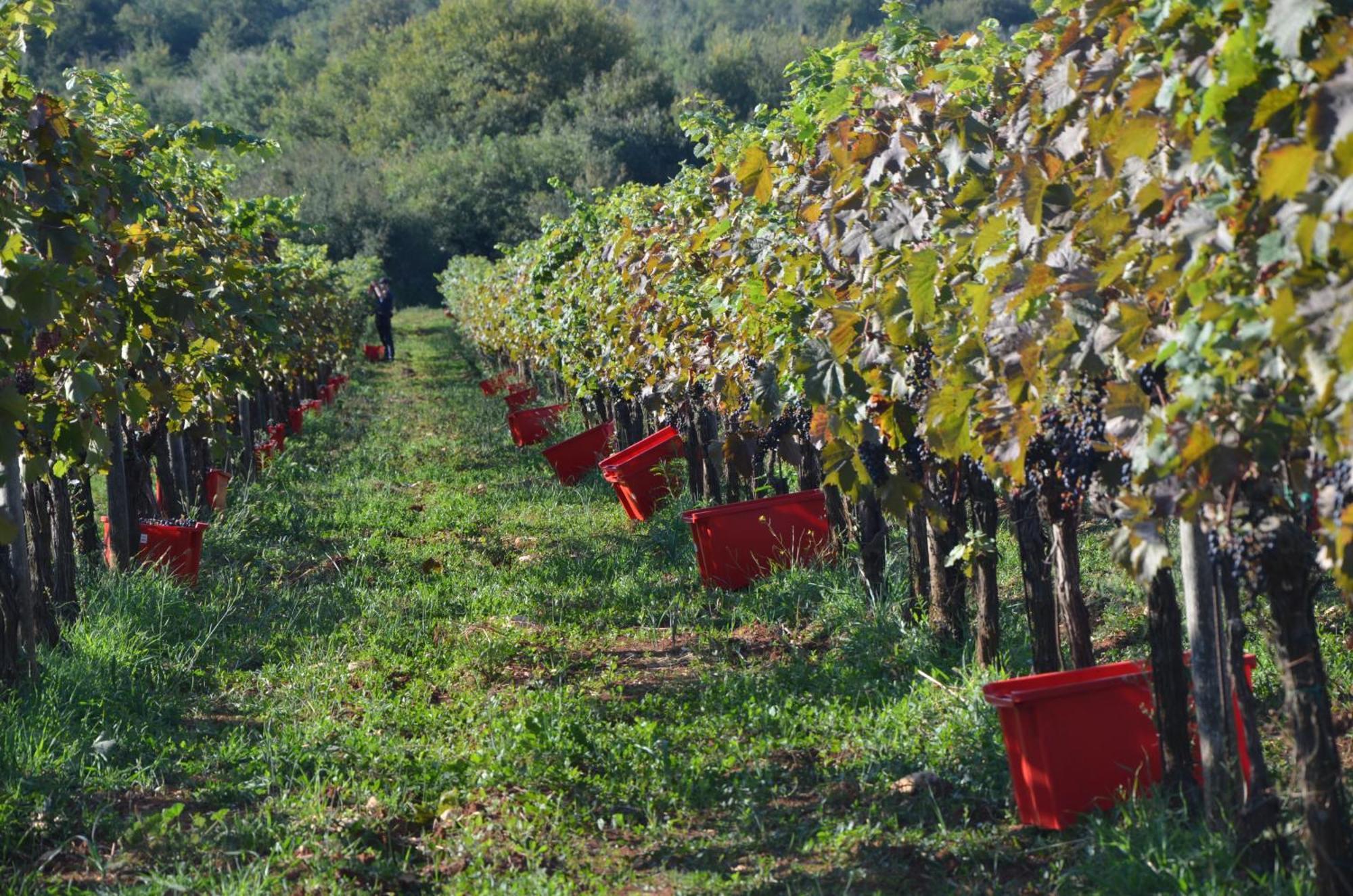 Villa Olivetta By Istrian Country Houses Barat  Exteriör bild